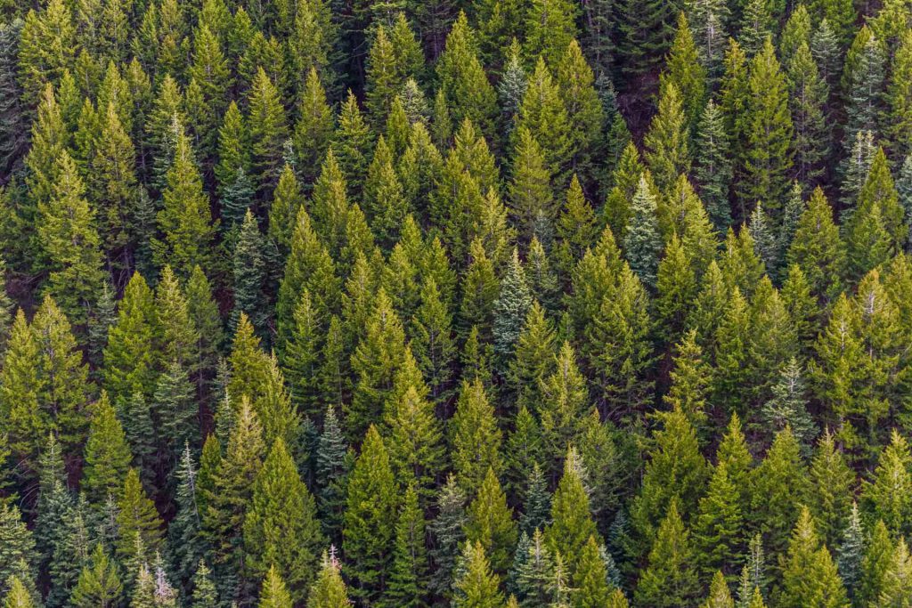 Acadium Sales Team Pledges to Plant One Tree for Every Sale They Make